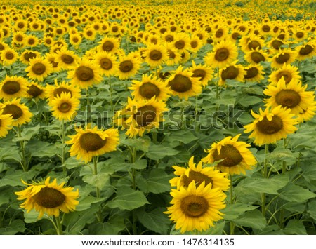 summer field of golden sunflowers
