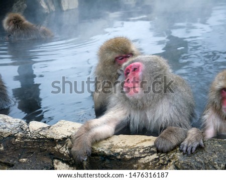 Portrait of Cute red-faced Japanese Snow monkeys mother and baby relaxing in onsen hot spring water in Jigokudani Yaenkoen Park in Japan