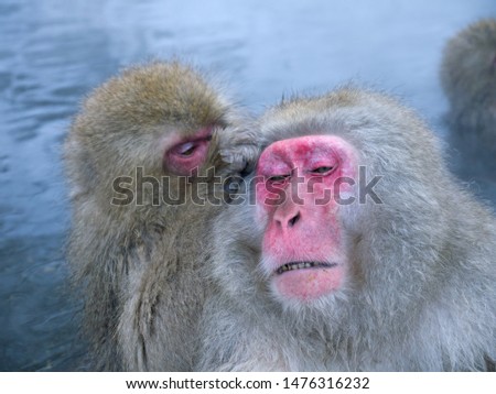 Portrait of Cute red-faced Japanese Snow monkeys mother and bbay relaxing in onsen hot spring water in Jigokudani Yaenkoen Park in Japan