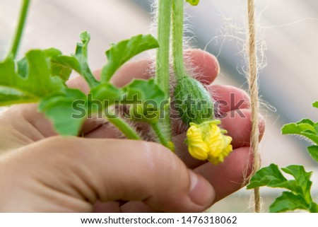 Female hand holds a small ovary of watermelon with a flower in a greenhouse