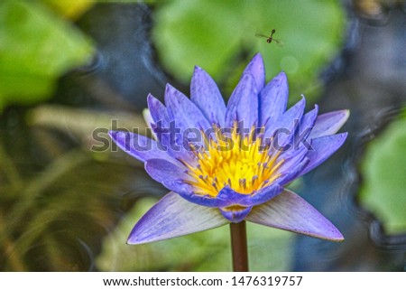 This unique picture shows a large purple flowering water lily. This award-winning picture was taken in the Maldives
