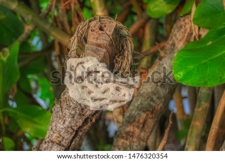 This unique photo shows a white coral on a tree artistically presented. this picture was taken in the Maldives