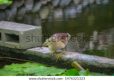 This unique photo shows an exotic bird at a water lily pond on an island of the Maldives