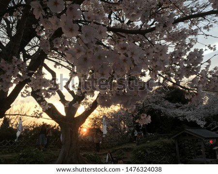 Japanese flower sakura beautifull background
