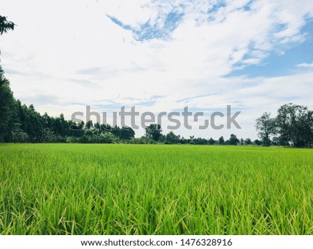 Field of green with trees Bright sky