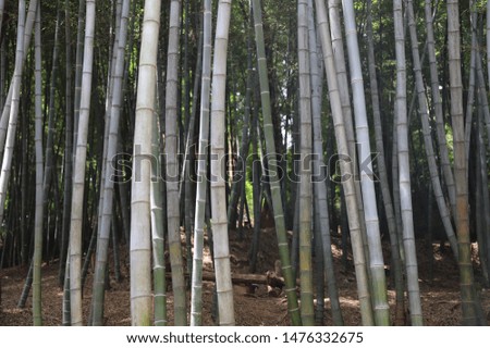 Picture of bamboo near Japanese temple
