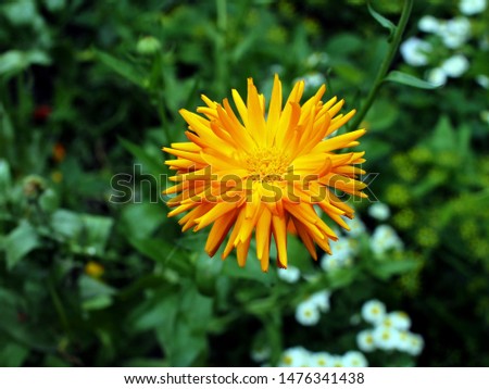 flower of calendula, soft focus