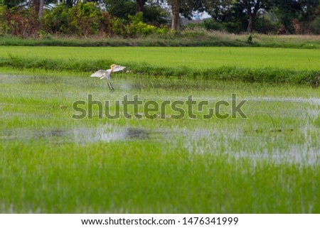 The picture of birds in the grass field that are looking for food