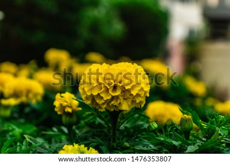 A bunch Marigold flower planted on sidewalk