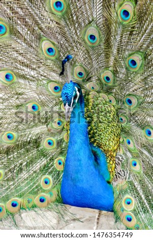 peacock with feathers out, beautiful photo digital picture