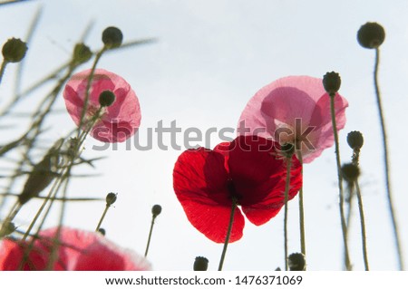 Beautiful Poppy Flower South Korea