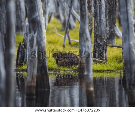 A beaver cleans itself among old trees.