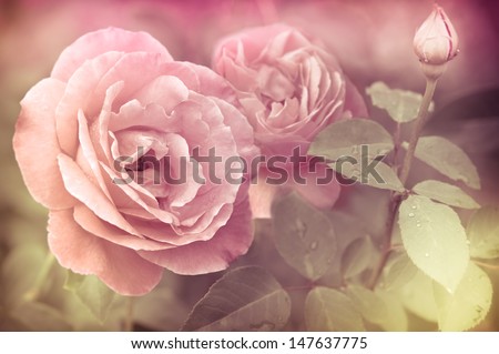 Abstract romantic pink roses flowers with water drops. Floral background with soft selective focus. Vintage style processing image with coloration.
