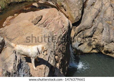 male labrador thinking about to dive in water