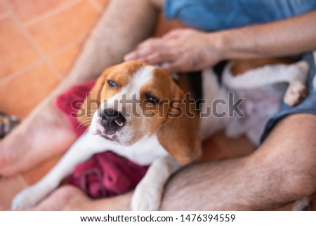 cute puppy beagle playing with his owner