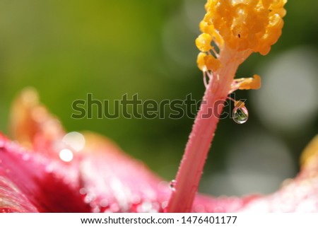  Macro picture of the stamen and peddle on the hibiscus,