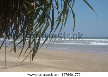 Beach green plants in the tropics against the backdrop of the ocean, the sea. Greens in Asia and its landscapes. Stock photo