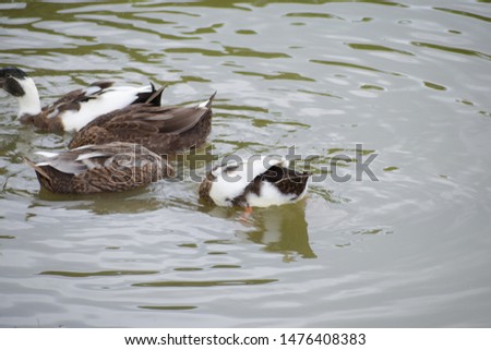 Ducks and swans from the family Anatidae swimming in a pond.