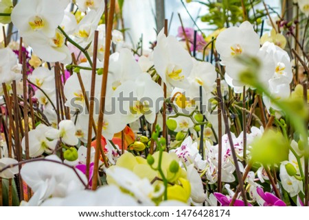 full frame picture showing various orchid flowers