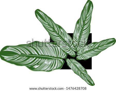 Calathea leaves with beautiful white stripes, used for indoor and indoor garden decorations, vector illustration White background Royalty-Free Stock Photo #1476428708