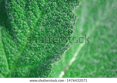 Fluffy burdock young small leaves texture close up detail, macro natural organic background, top view