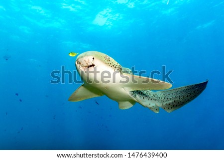 Leopard Shark With a Yellow Pilot Fish in Blue Water Royalty-Free Stock Photo #1476439400