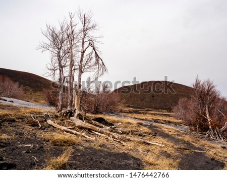 Fire tree in the volcanic landscape. Trees burned by Etna lava flow. Panorama of Mount Etna the highest volcano in Europe.