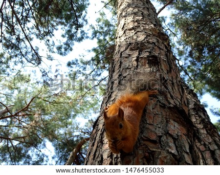 A squirrel hangs on a tree upside down and eats