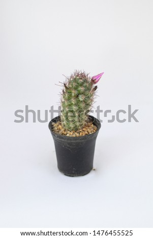 Little cactus in white background 