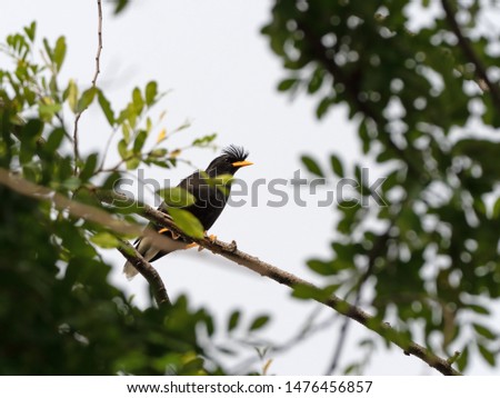 Closeup Great Myna Bird Perched on Branch Isolated on Background