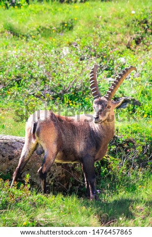 Male of Alpine ibex standing on green pasture near Chamonix in French Alps captured on vertical picture. Wild goat, horns. Steinbock, bouquetin, or simply ibex. Wildlife animals. Mountain animals.
