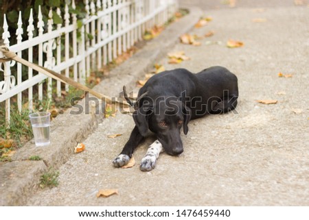 a black dog with his head bowed lies on the road and waits for the owner. a glass of water on the side of the road for a friend. the idea of pet care and fidelity