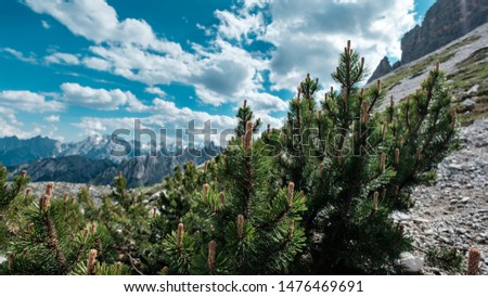 A young pine bush emerge from the rocky ground of "Tre Cime" mountain site, with the mountain ridge and cloudy skies in background, Tre Cime di Lavaredo, Dolomites, Italy.