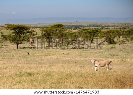 stalking lioness being carefully watched by giraffes in the background in the Masai Mara