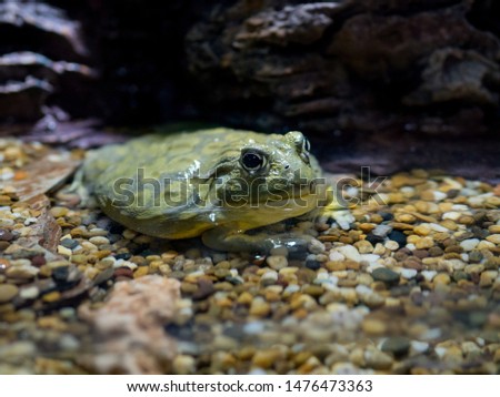 African bullfrog "Pyxicephalus adspersus" on a natural background. Noise and grained image. with blurry background.