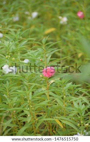 Dopati flower or mpatiens balsamina blooming in a garden