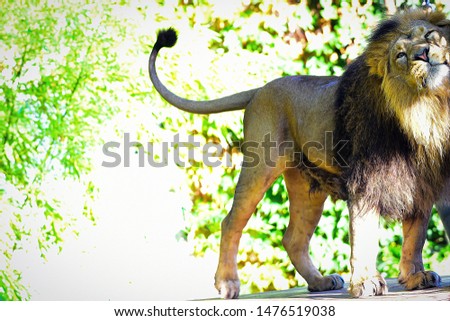 King of Beasts Lion in hunting.