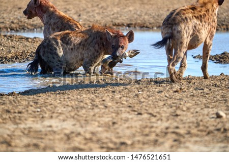 Spotted Hyena, crocuta crocuta standing in the water of the waterhole, carrying  hoof in its mouth. Close up, three hyenas at waterhole. Side view. Photo Safari in Kgalagadi park, Botswana.