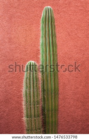 Green giant cactus plants in front of a red wall in an oriental garden in the old town of Marrakesh, Morocco, Africa. African cacti closeup. Royalty-Free Stock Photo #1476533798