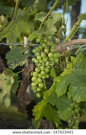 Grapes on Vines Wine Vineyard