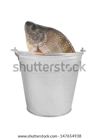 Tilapia fish in metallic bucket isolated on white background 