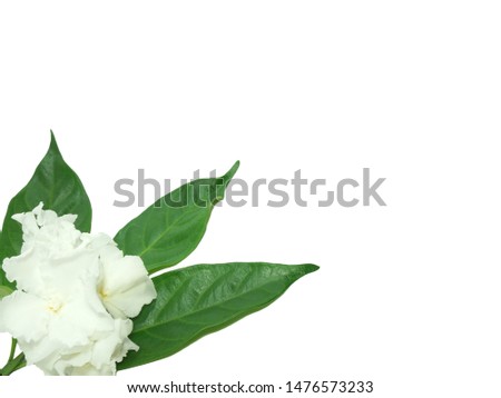                        Tabernaemontana divaricata, white flowers, fragrant on a white background        