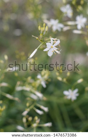 delicate white flower closeup on a background of grass
