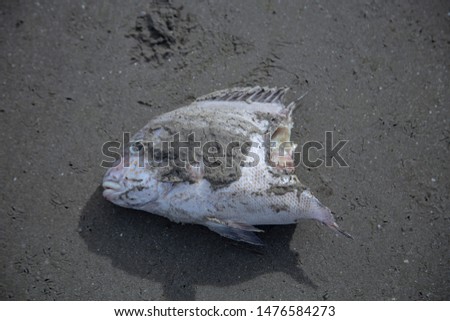 Dead fish on the beach, ecological
