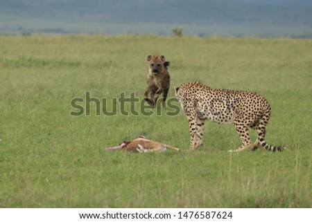 Spotted hyena stealing a cheetah kill in the Masai Mara National Park, Kenya.