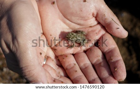 Small frog in men’s hand