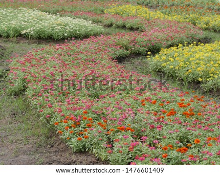 Zinnia flower field view on sunny day