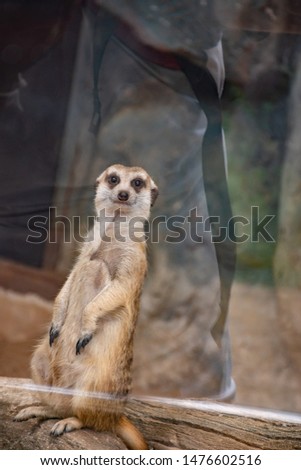 meerkat, suricate,Suricata suricatta in  Zoo, Thailand
