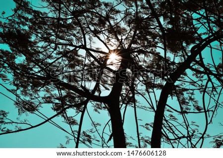 Nature view of the sun is seen through tree branches with blue sky background in spring season