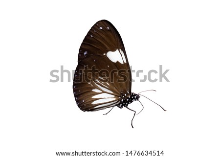 Brown butterfly has a small white pattern isolated on white background. Shot at close up While flying. (with Clipping Path Selection)
